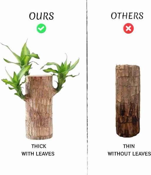 Brazilian Lucky Wood, Mini Home Plant Decorations	(Pack of 2)