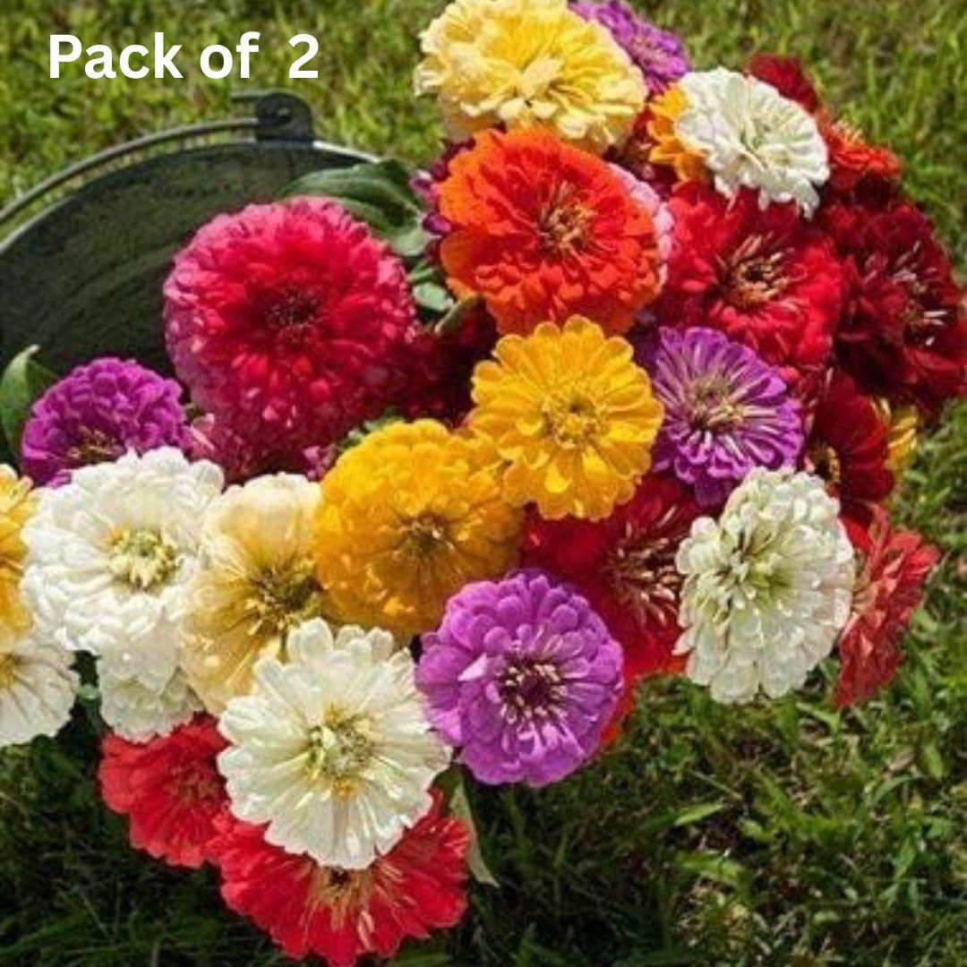 ZINNIA seeds pack of 2 (100 seeds approx) with Free Plant Growth Booster and Supplement Vol. 30ml